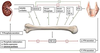 The Role of Alterations in Alpha-Klotho and FGF-23 in Kidney Transplantation and Kidney Donation